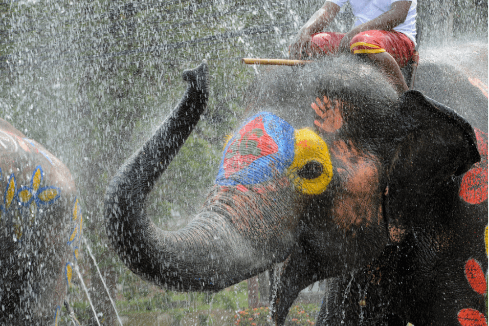 Surprising Rituals