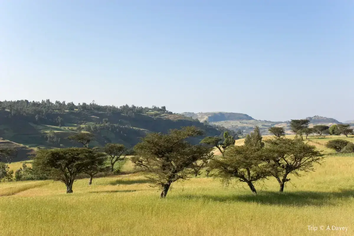 Day trek to Simien Mountain

